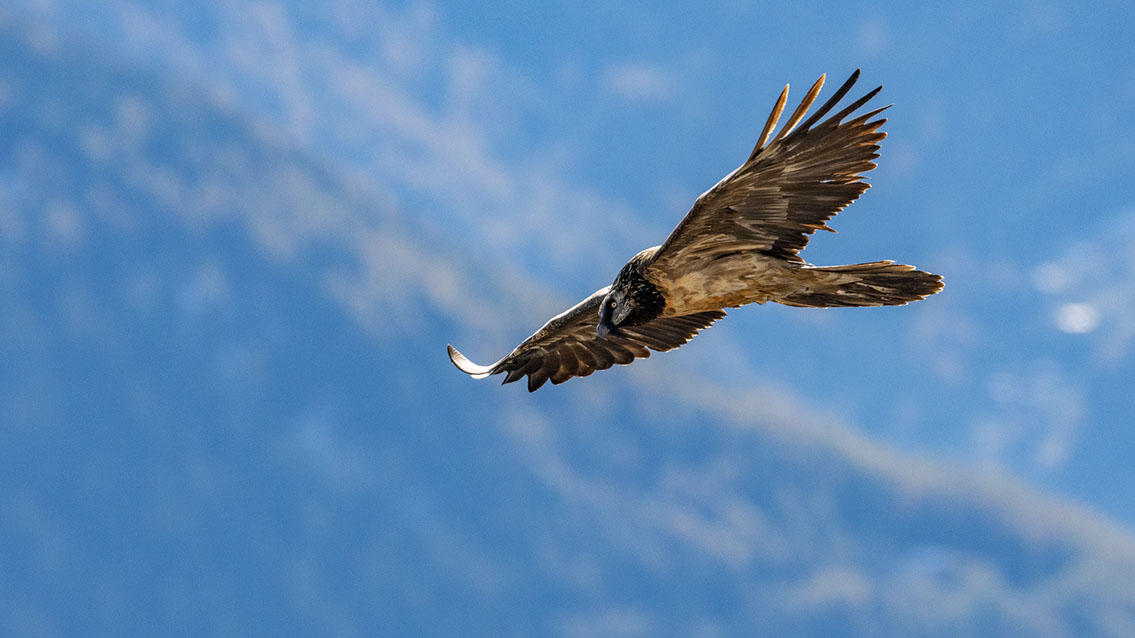 Bartgeier, Gypaète Barbu, Quebrantahuesos, Lämmergeier, Lammergeier, 