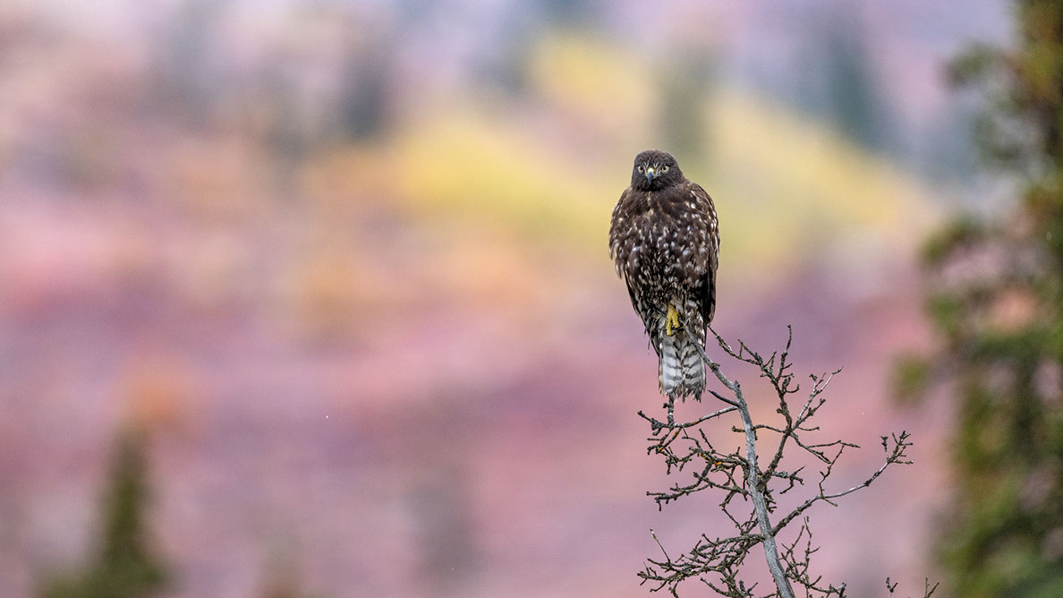Bartgeier, Gypaète Barbu, Quebrantahuesos, Lämmergeier, Lammergeier, 