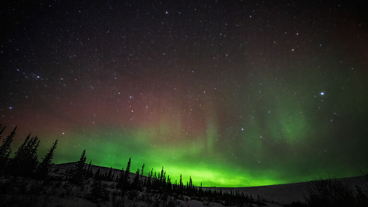 Bartgeier, Gypaète Barbu, Quebrantahuesos, Lämmergeier, Lammergeier, 