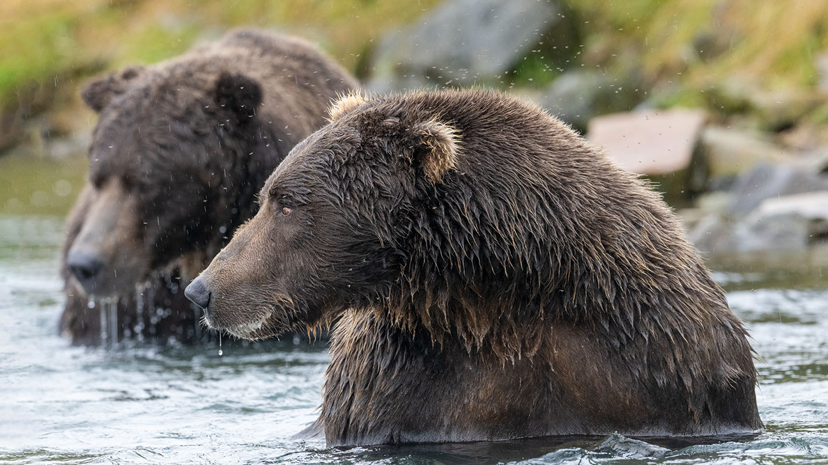 Bartgeier, Gypaète Barbu, Quebrantahuesos, Lämmergeier, Lammergeier, 