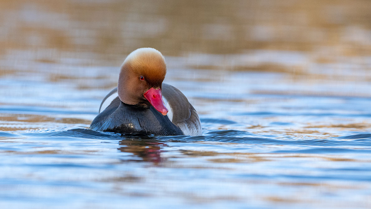 Bartgeier, Gypaète Barbu, Quebrantahuesos, Lämmergeier, Lammergeier, 