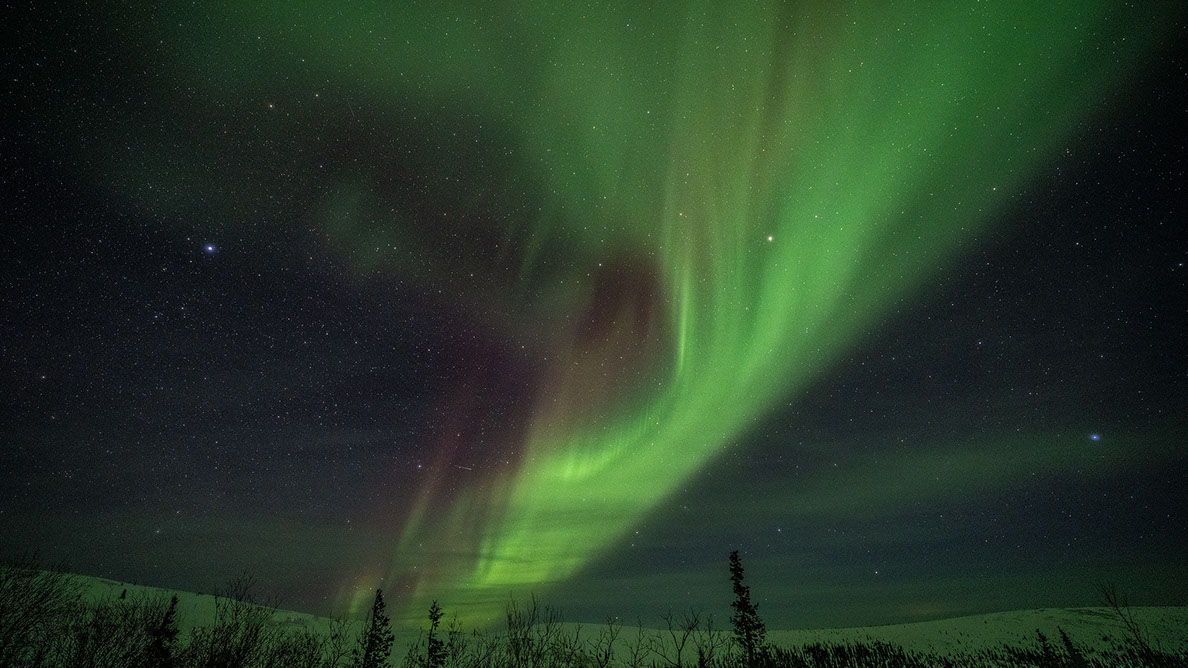 Bartgeier, Gypaète Barbu, Quebrantahuesos, Lämmergeier, Lammergeier, 