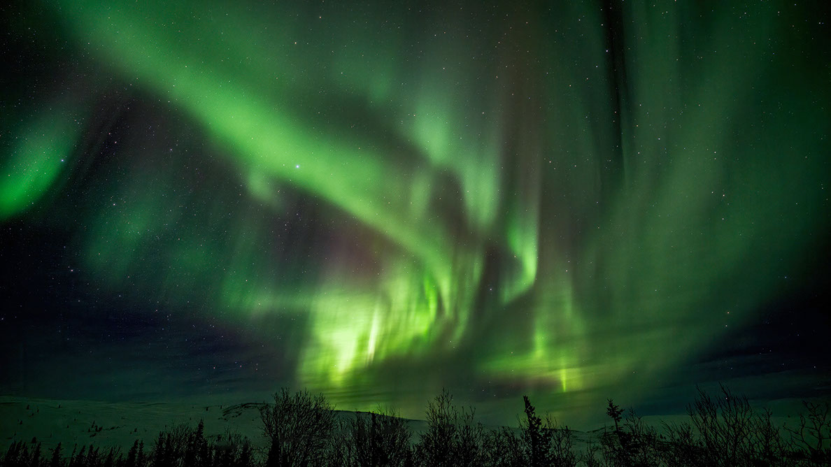 Bartgeier, Gypaète Barbu, Quebrantahuesos, Lämmergeier, Lammergeier, 