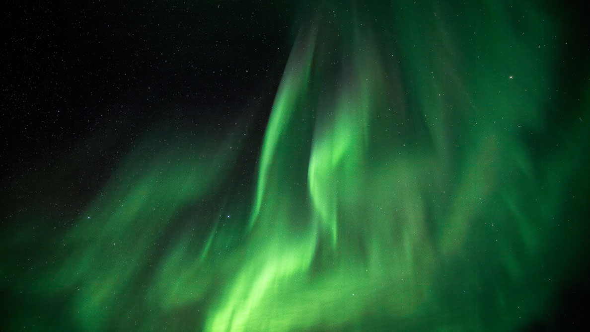 Bartgeier, Gypaète Barbu, Quebrantahuesos, Lämmergeier, Lammergeier, 