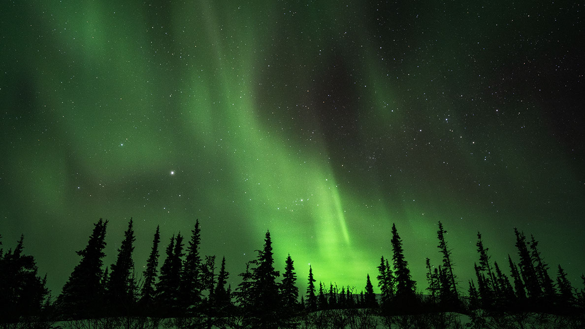 Bartgeier, Gypaète Barbu, Quebrantahuesos, Lämmergeier, Lammergeier, 