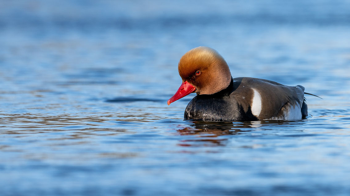 Bartgeier, Gypaète Barbu, Quebrantahuesos, Lämmergeier, Lammergeier, 