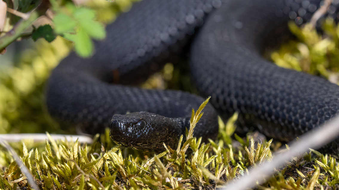 Bartgeier, Gypaète Barbu, Quebrantahuesos, Lämmergeier, Lammergeier, 