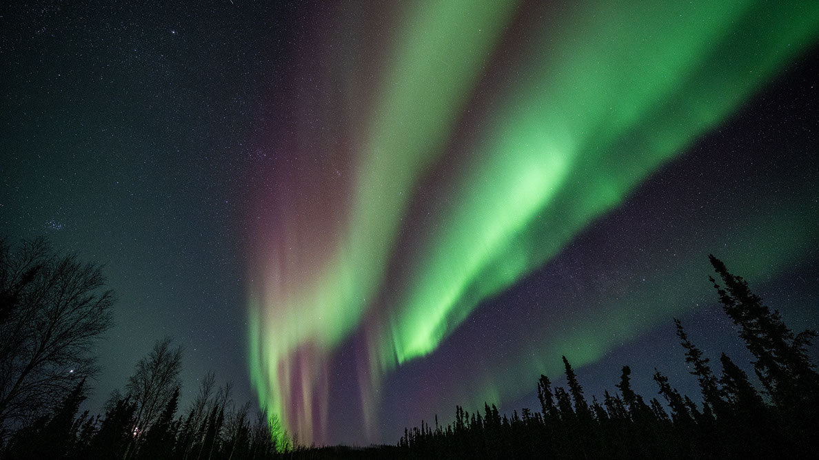 Bartgeier, Gypaète Barbu, Quebrantahuesos, Lämmergeier, Lammergeier, 