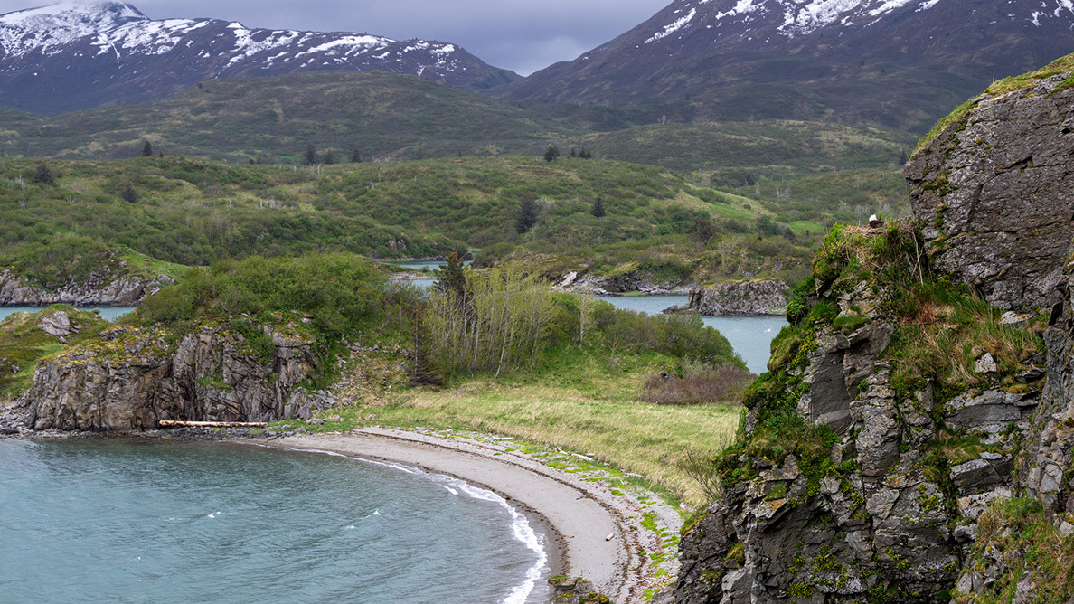 Bartgeier, Gypaète Barbu, Quebrantahuesos, Lämmergeier, Lammergeier, 