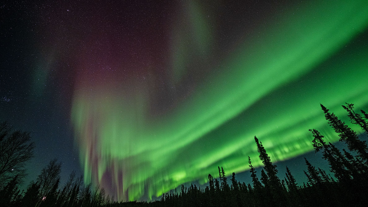 Bartgeier, Gypaète Barbu, Quebrantahuesos, Lämmergeier, Lammergeier, 