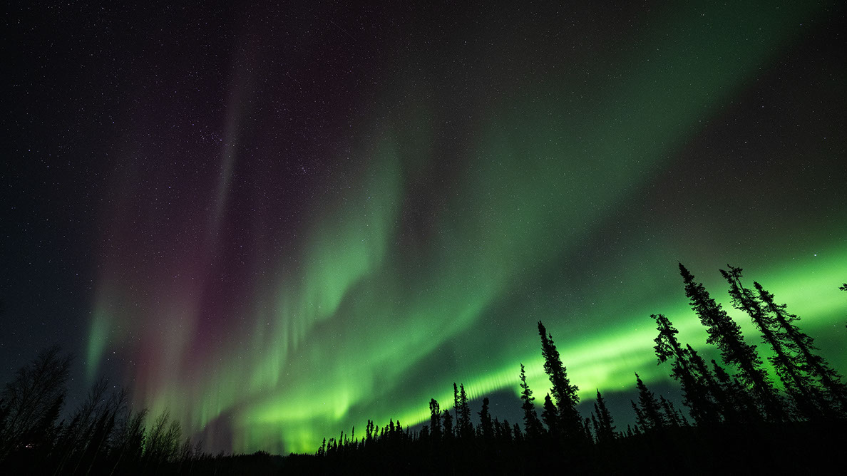 Bartgeier, Gypaète Barbu, Quebrantahuesos, Lämmergeier, Lammergeier, 