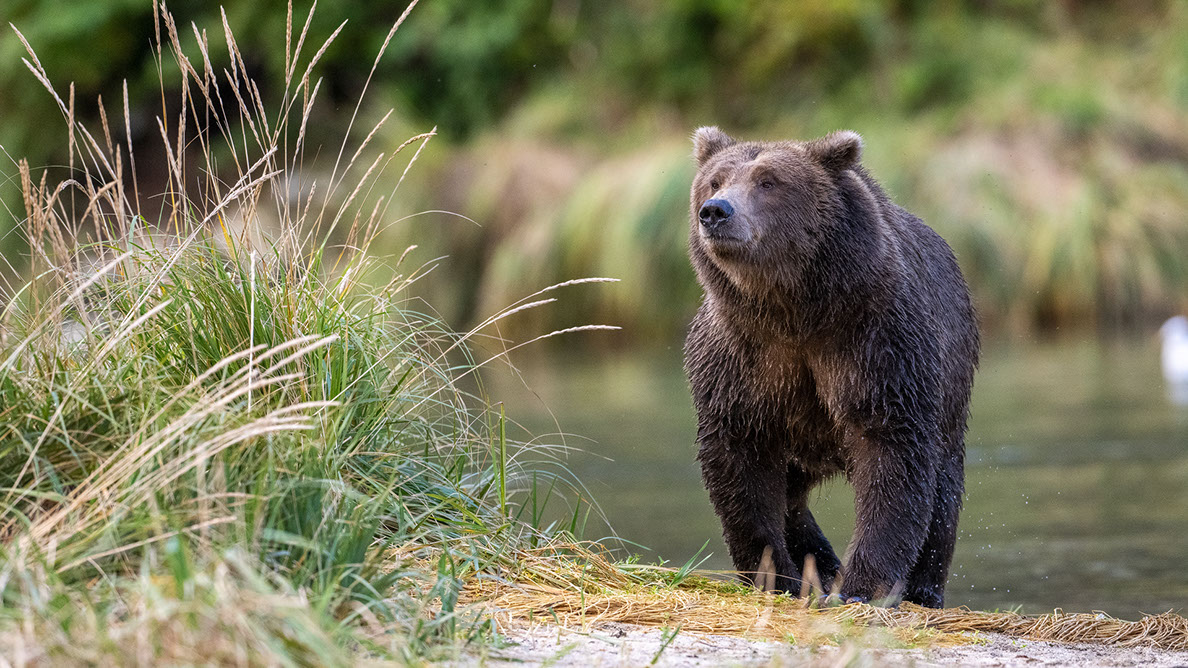 Bartgeier, Gypaète Barbu, Quebrantahuesos, Lämmergeier, Lammergeier, 
