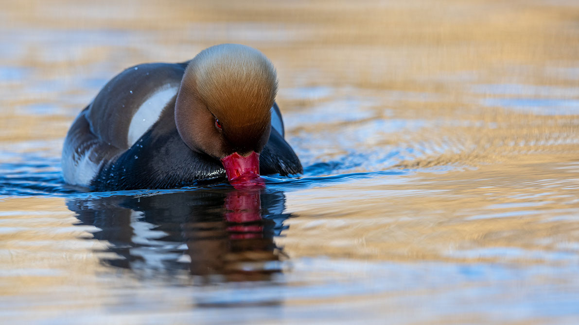 Bartgeier, Gypaète Barbu, Quebrantahuesos, Lämmergeier, Lammergeier, 