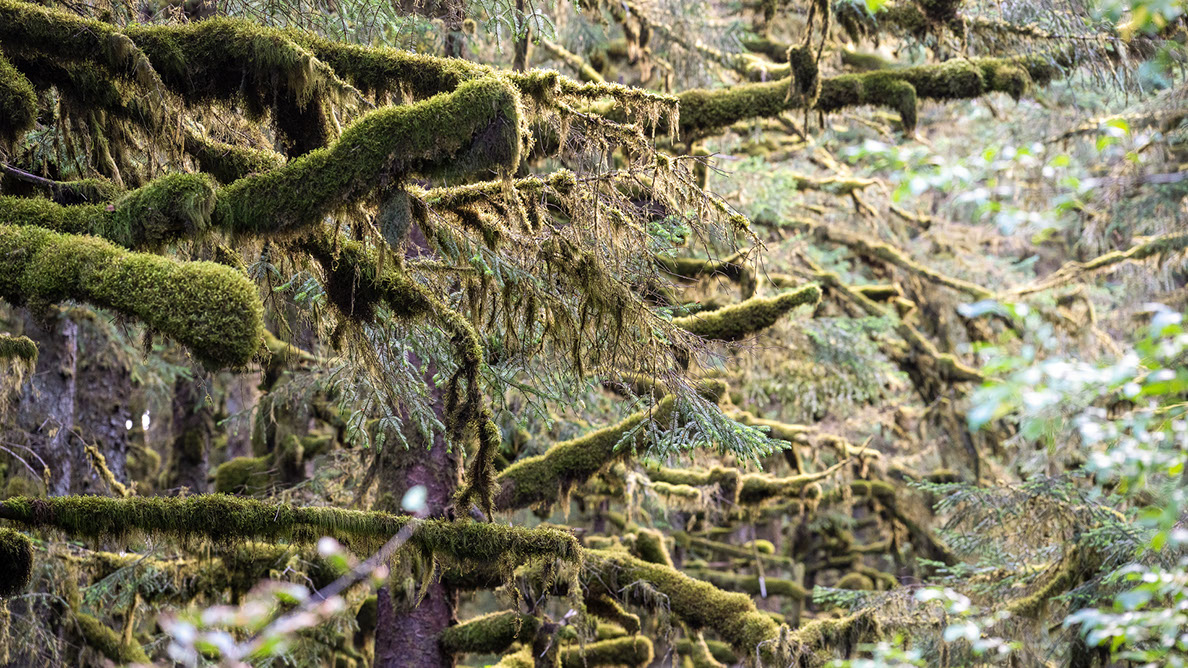 Bartgeier, Gypaète Barbu, Quebrantahuesos, Lämmergeier, Lammergeier, 