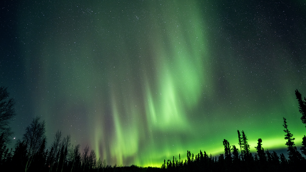 Bartgeier, Gypaète Barbu, Quebrantahuesos, Lämmergeier, Lammergeier, 