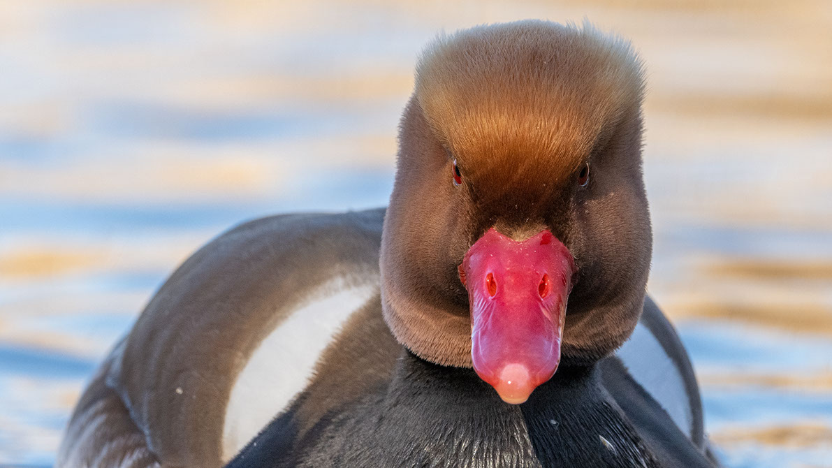Bartgeier, Gypaète Barbu, Quebrantahuesos, Lämmergeier, Lammergeier, 