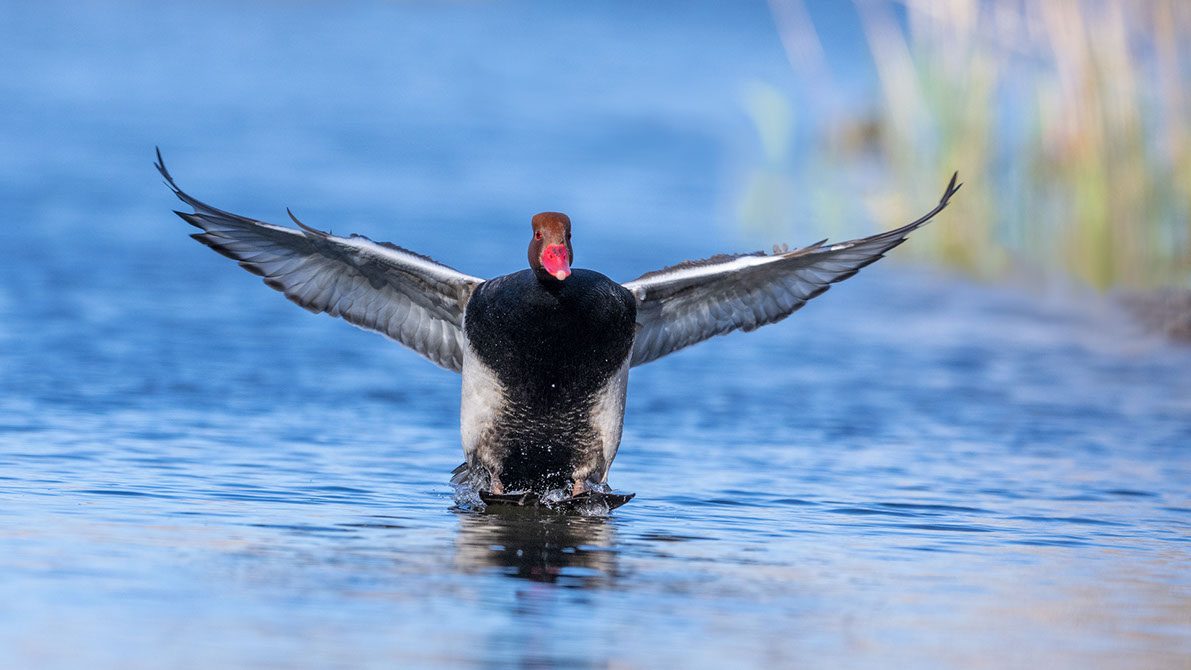 Bartgeier, Gypaète Barbu, Quebrantahuesos, Lämmergeier, Lammergeier, 