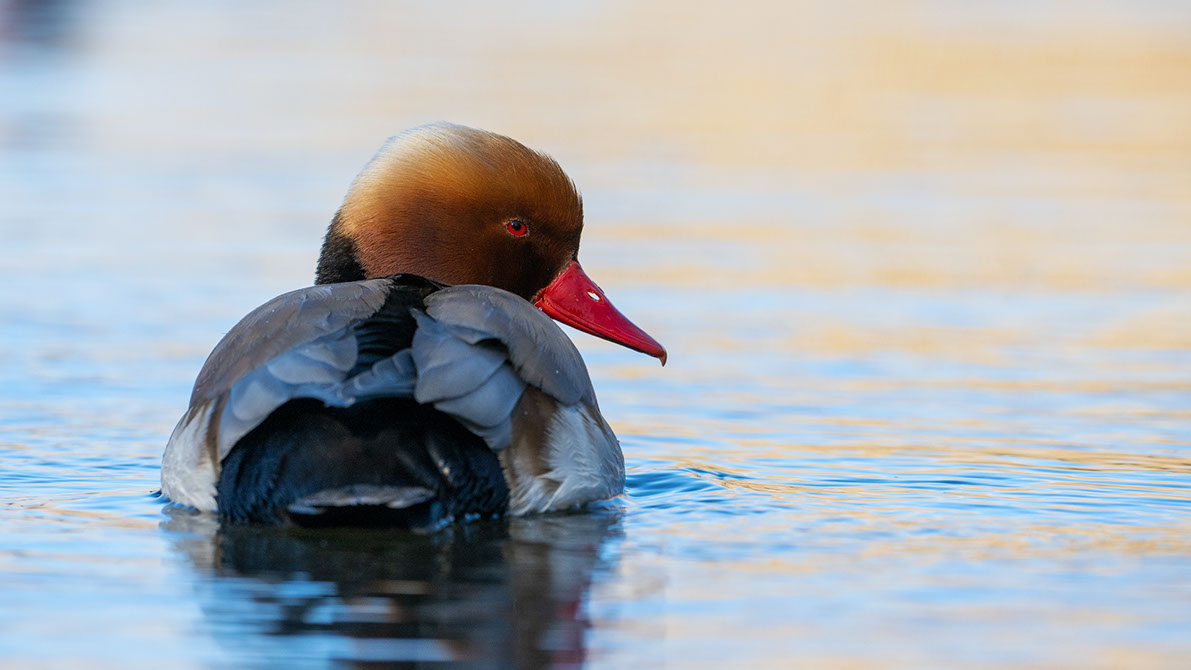 Bartgeier, Gypaète Barbu, Quebrantahuesos, Lämmergeier, Lammergeier, 