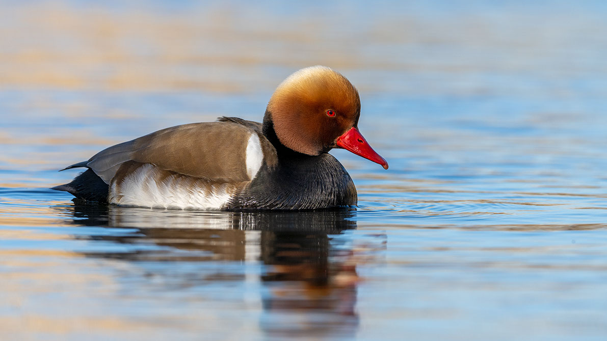 Bartgeier, Gypaète Barbu, Quebrantahuesos, Lämmergeier, Lammergeier, 