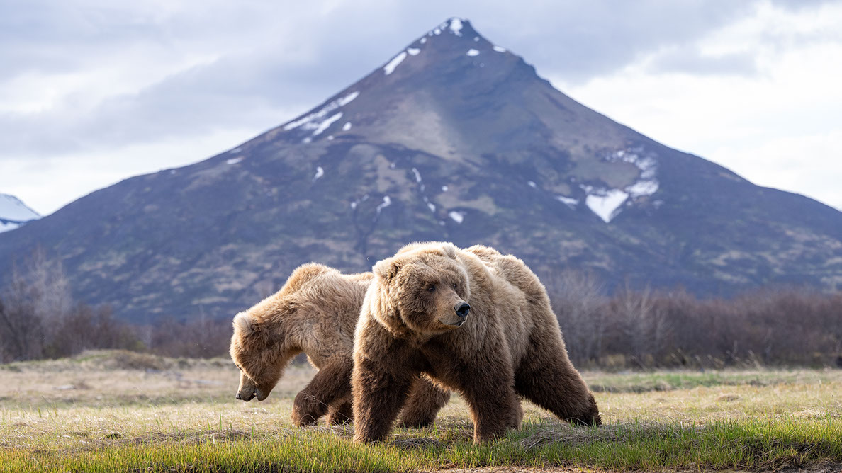 Bartgeier, Gypaète Barbu, Quebrantahuesos, Lämmergeier, Lammergeier, 