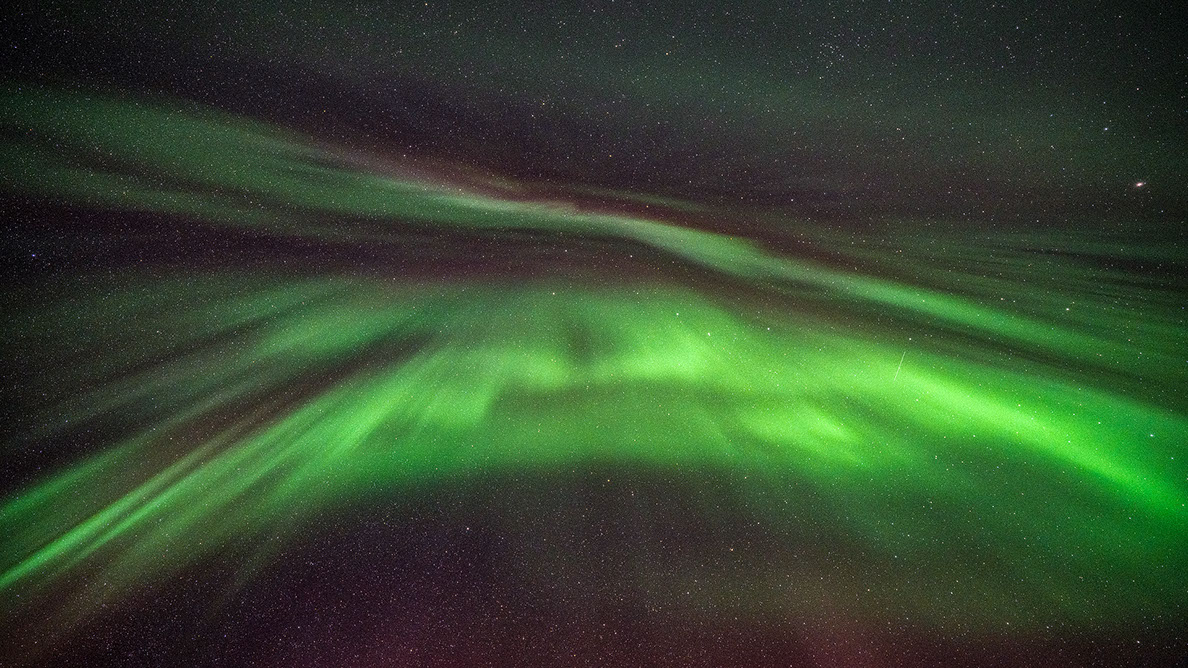 Bartgeier, Gypaète Barbu, Quebrantahuesos, Lämmergeier, Lammergeier, 