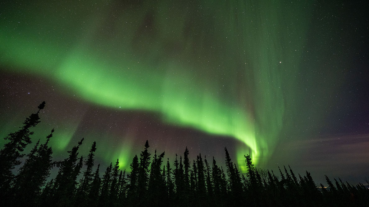 Bartgeier, Gypaète Barbu, Quebrantahuesos, Lämmergeier, Lammergeier, 