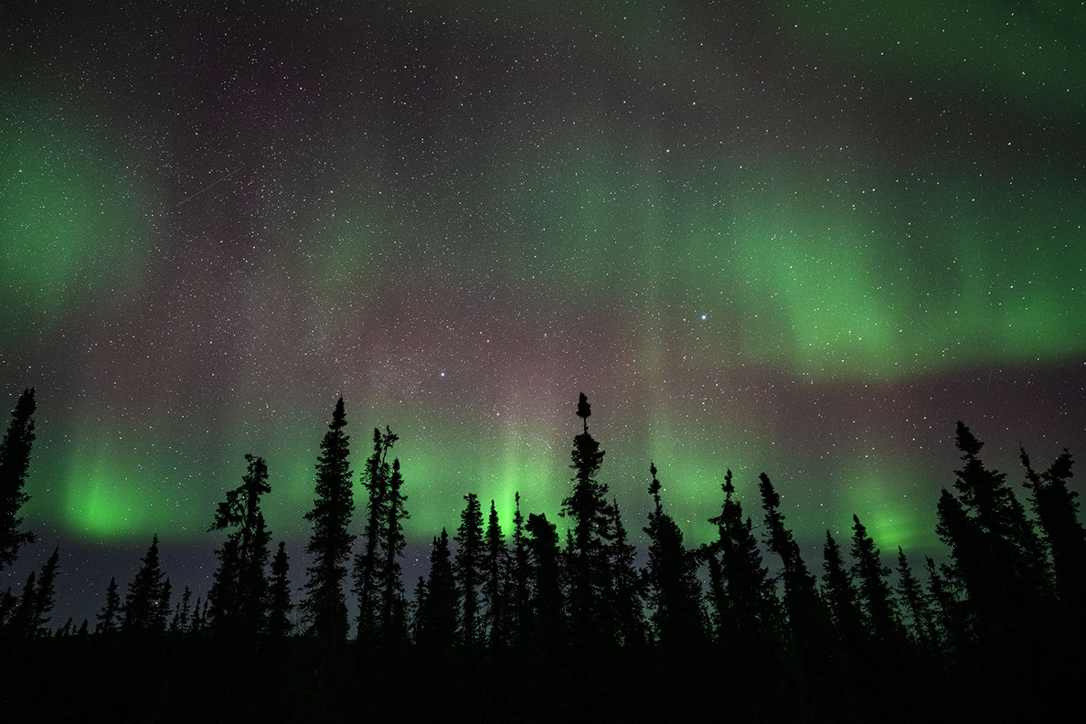 Bartgeier, Gypaète Barbu, Quebrantahuesos, Lämmergeier, Lammergeier, 