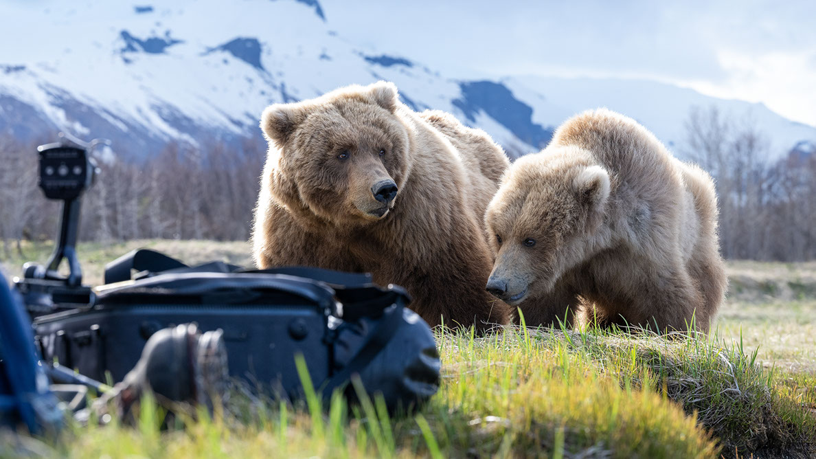 Bartgeier, Gypaète Barbu, Quebrantahuesos, Lämmergeier, Lammergeier, 
