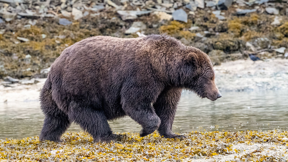 Bartgeier, Gypaète Barbu, Quebrantahuesos, Lämmergeier, Lammergeier, 