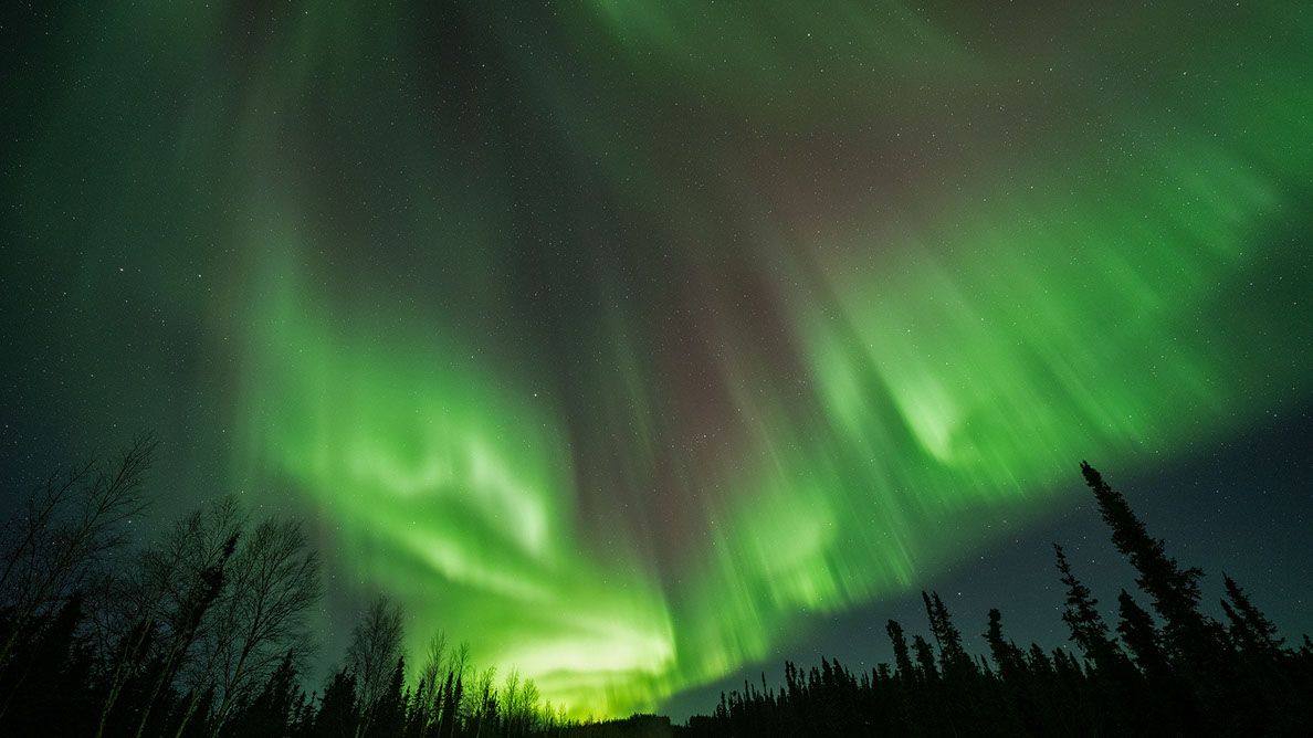 Bartgeier, Gypaète Barbu, Quebrantahuesos, Lämmergeier, Lammergeier, 