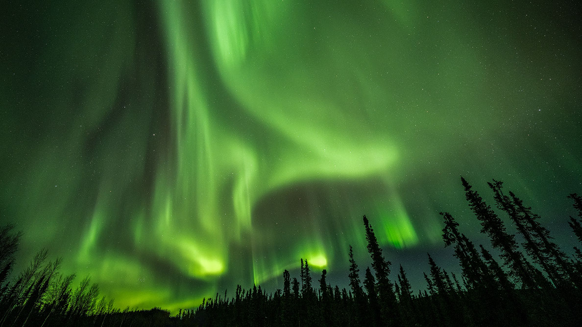 Bartgeier, Gypaète Barbu, Quebrantahuesos, Lämmergeier, Lammergeier, 