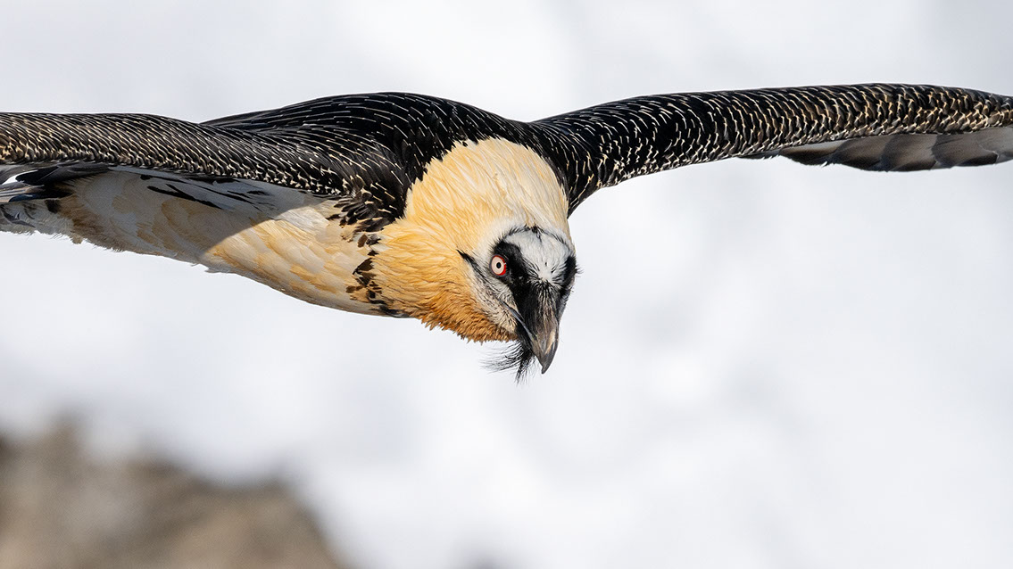 Bartgeier Schweiz Alpen fliegend Adult Gyaéte en vol Lammergeier Bearded Vulture