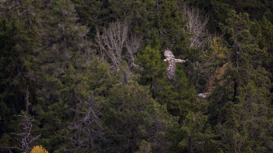 Bartgeier, Gypaète Barbu, Quebrantahuesos, Lämmergeier, Lammergeier, 