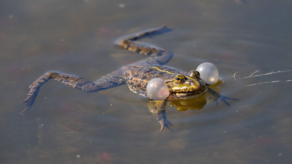 Bartgeier, Gypaète Barbu, Quebrantahuesos, Lämmergeier, Lammergeier, 