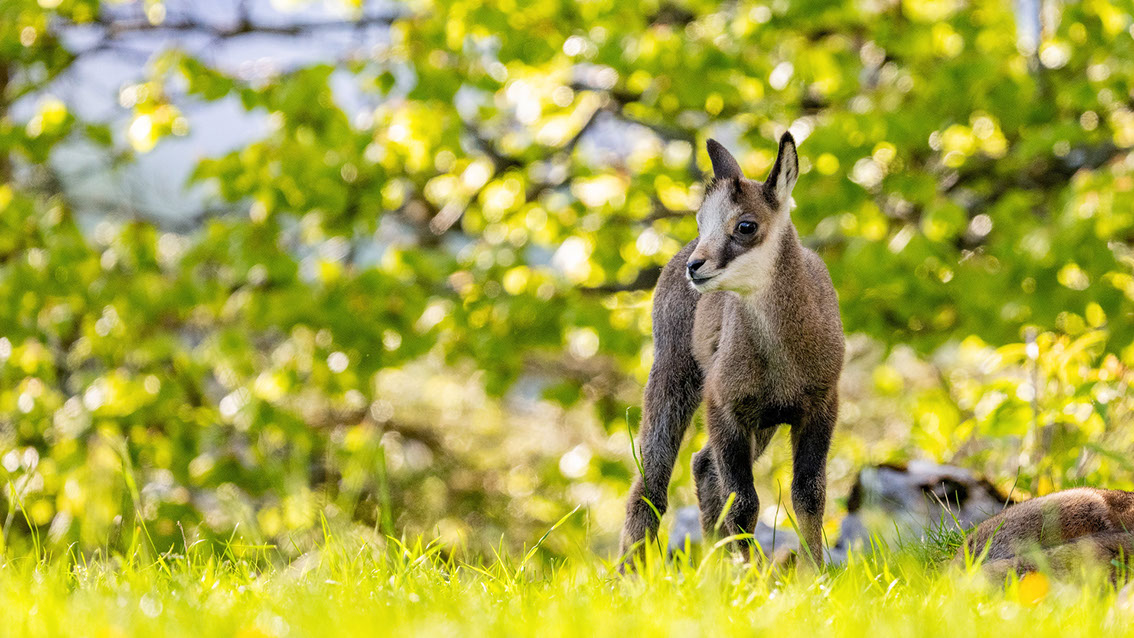 Athene noctua, Steinkauz, Kauz, Little owl