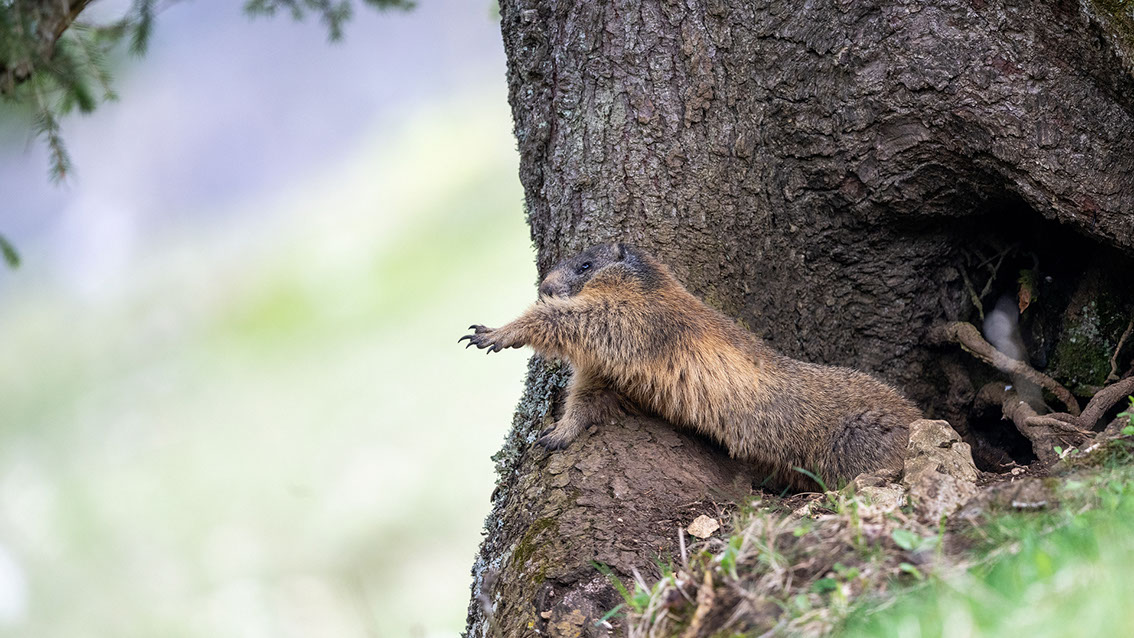 Athene noctua, Steinkauz, Kauz, Little owl
