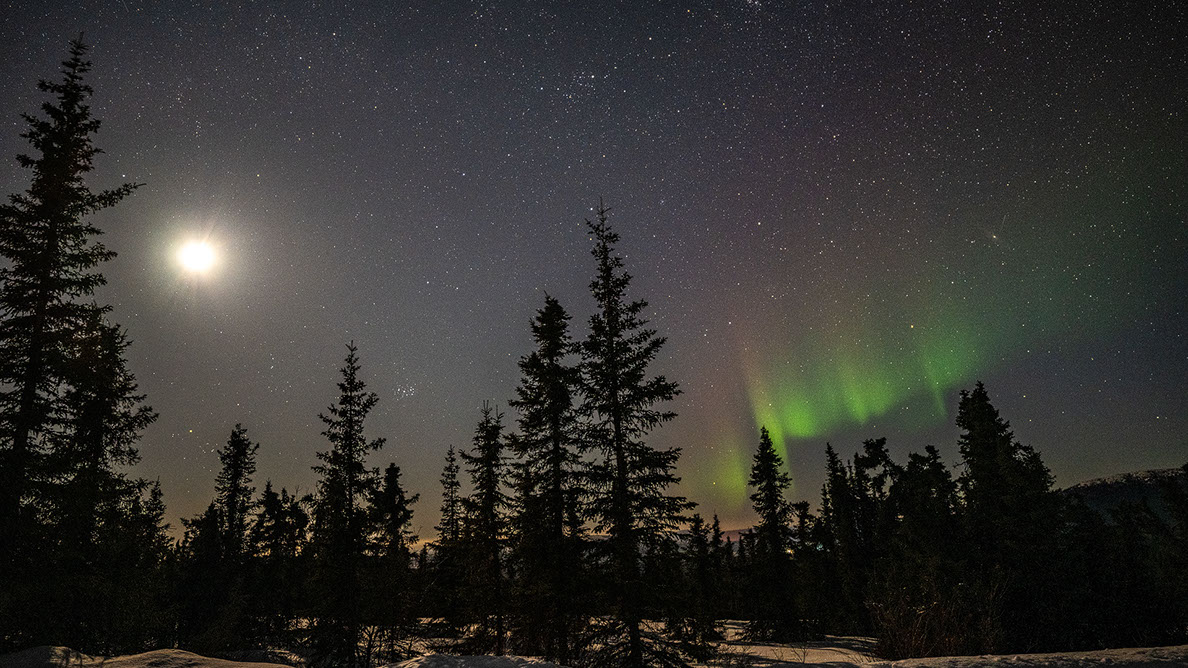 Bartgeier, Gypaète Barbu, Quebrantahuesos, Lämmergeier, Lammergeier, 