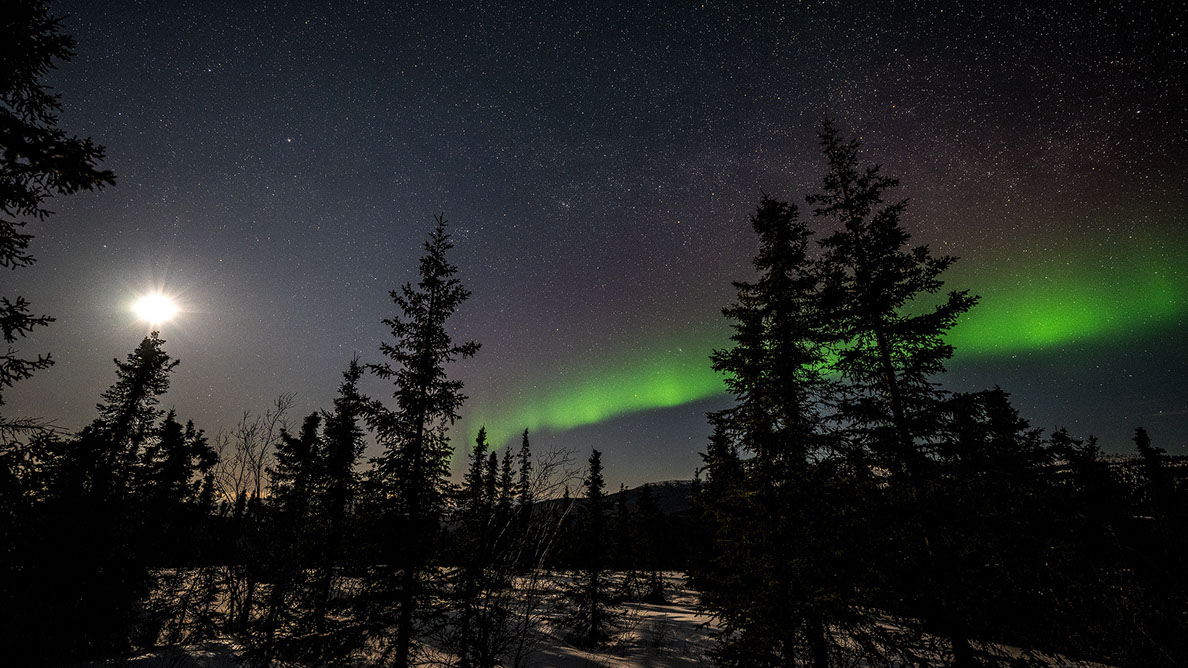 Bartgeier, Gypaète Barbu, Quebrantahuesos, Lämmergeier, Lammergeier, 