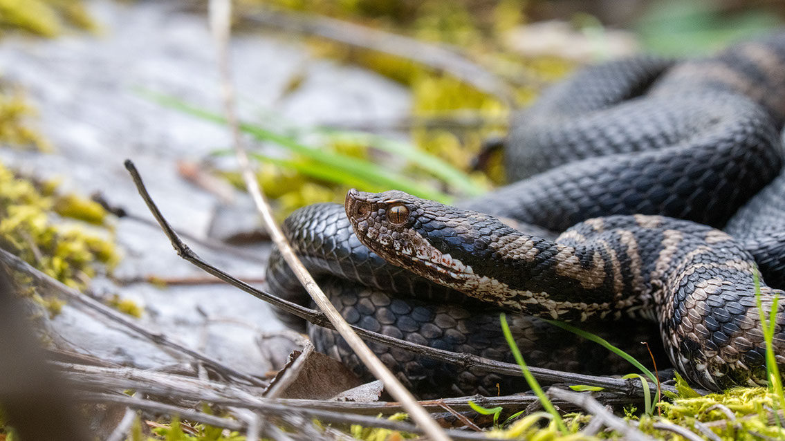 Bartgeier, Gypaète Barbu, Quebrantahuesos, Lämmergeier, Lammergeier, 