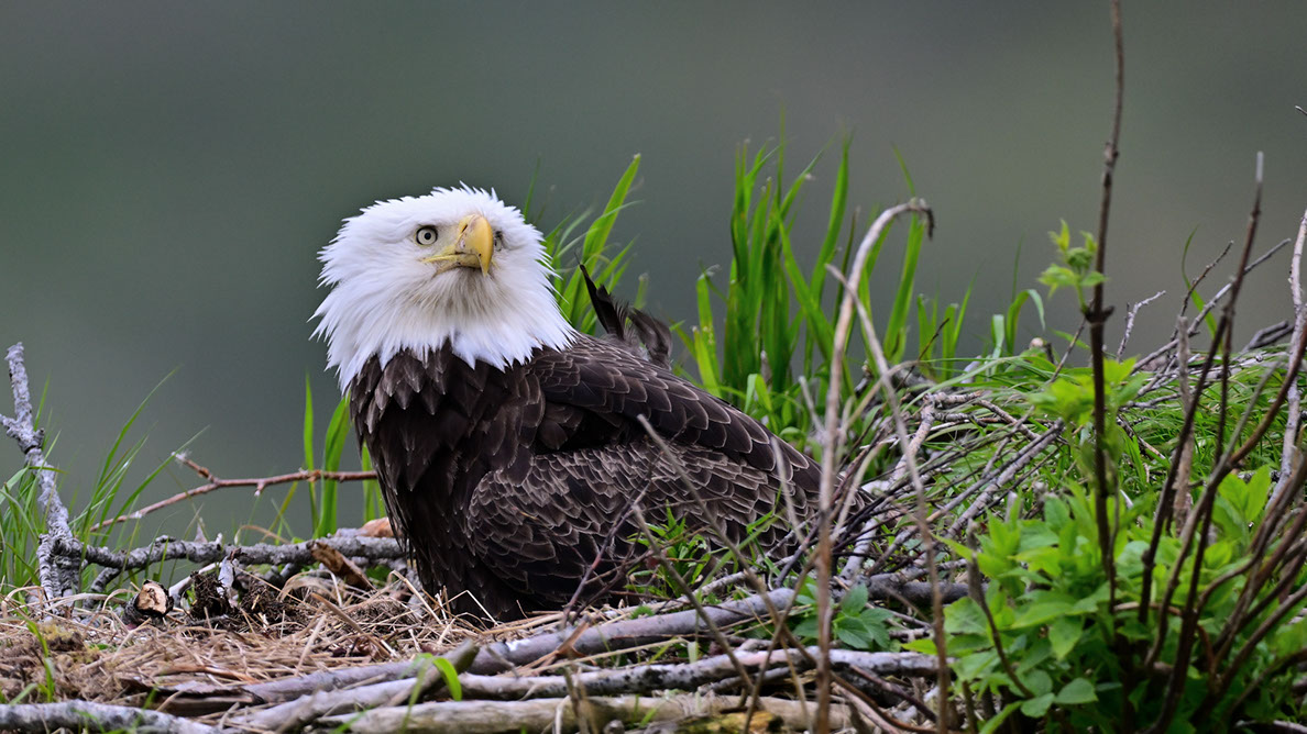 Bartgeier, Gypaète Barbu, Quebrantahuesos, Lämmergeier, Lammergeier, 
