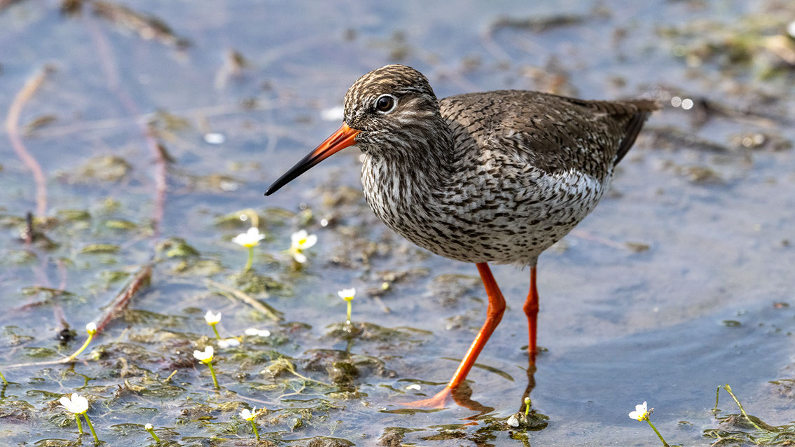 Bartgeier, Gypaète Barbu, Quebrantahuesos, Lämmergeier, Lammergeier, 