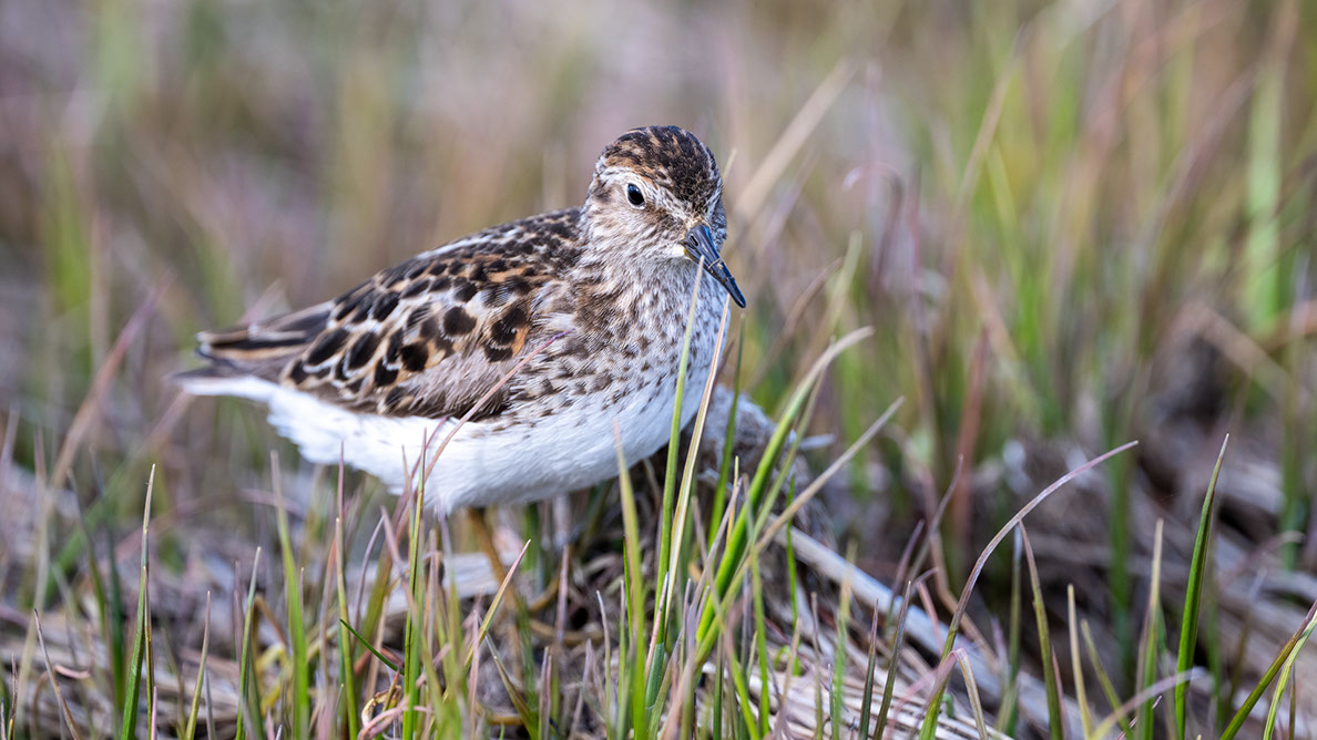 Bartgeier, Gypaète Barbu, Quebrantahuesos, Lämmergeier, Lammergeier, 