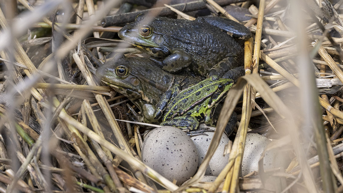 Bartgeier, Gypaète Barbu, Quebrantahuesos, Lämmergeier, Lammergeier, 