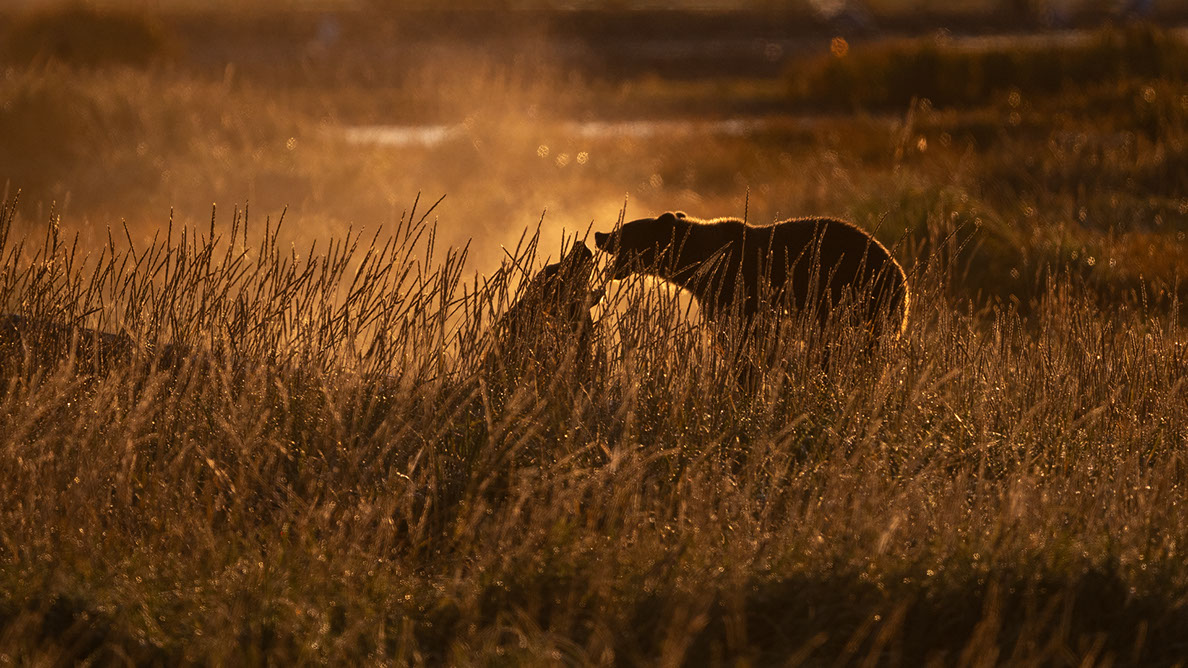 Bartgeier, Gypaète Barbu, Quebrantahuesos, Lämmergeier, Lammergeier, 