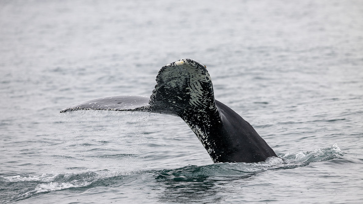 Bartgeier, Gypaète Barbu, Quebrantahuesos, Lämmergeier, Lammergeier, 