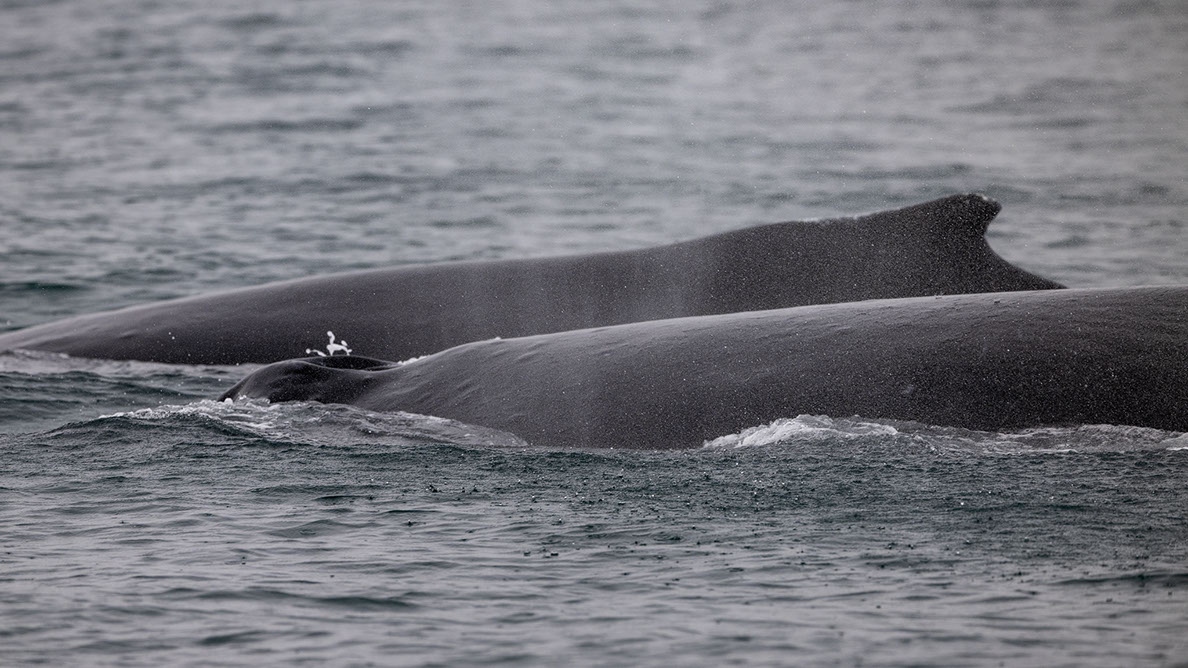 Bartgeier, Gypaète Barbu, Quebrantahuesos, Lämmergeier, Lammergeier, 