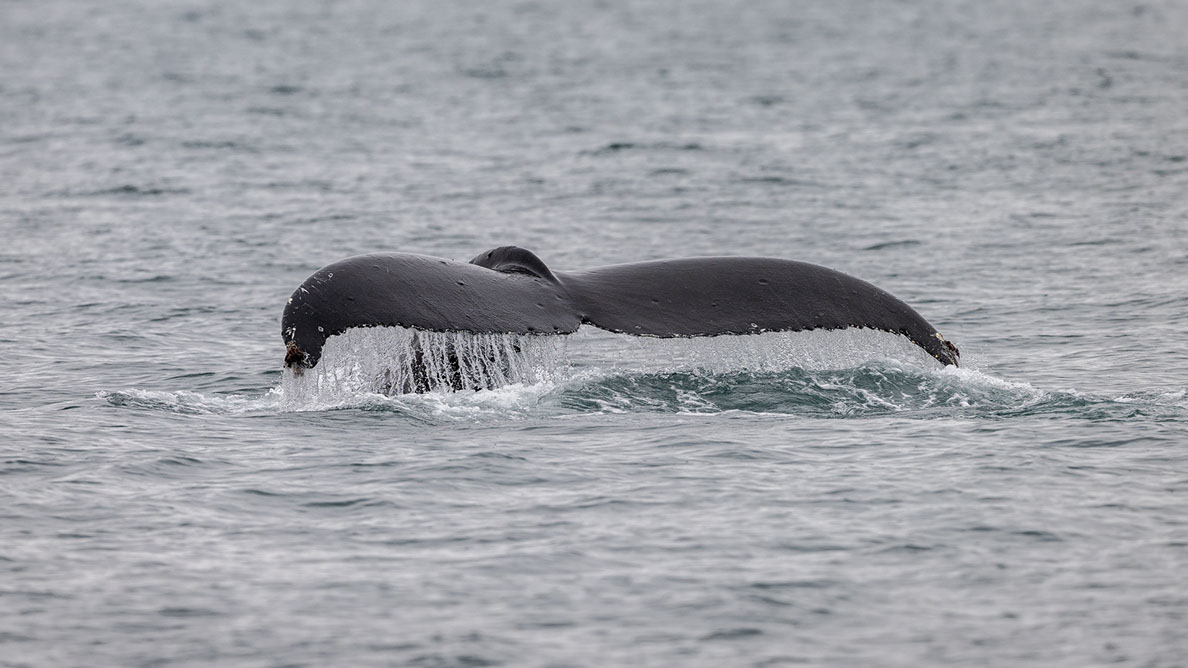 Bartgeier, Gypaète Barbu, Quebrantahuesos, Lämmergeier, Lammergeier, 