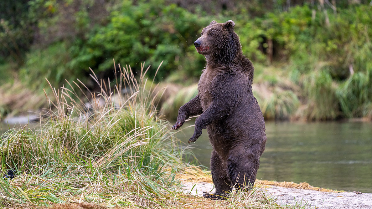 Bartgeier, Gypaète Barbu, Quebrantahuesos, Lämmergeier, Lammergeier, 