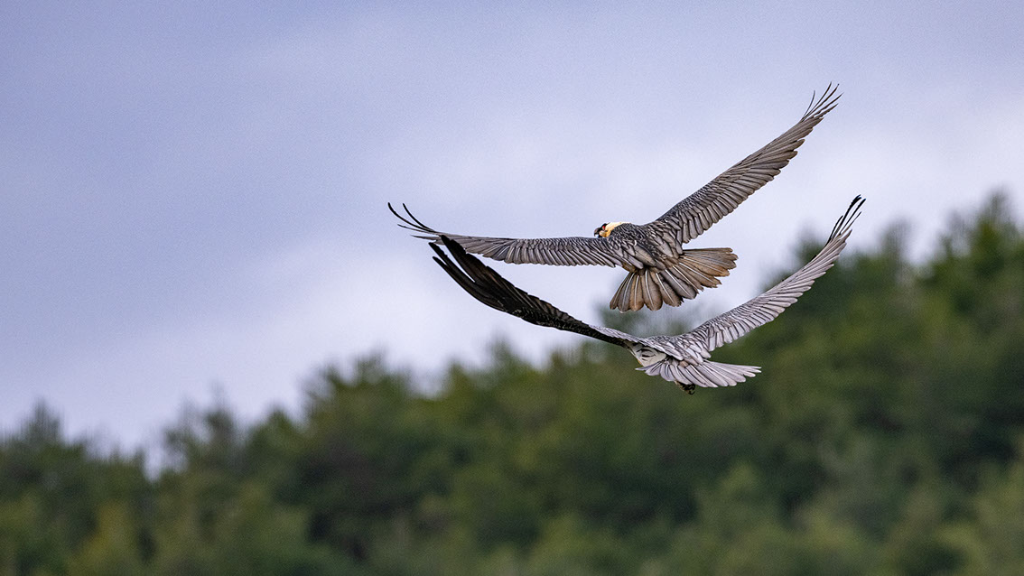 Bartgeier, Gypaète Barbu, Quebrantahuesos, Lämmergeier, Lammergeier, 