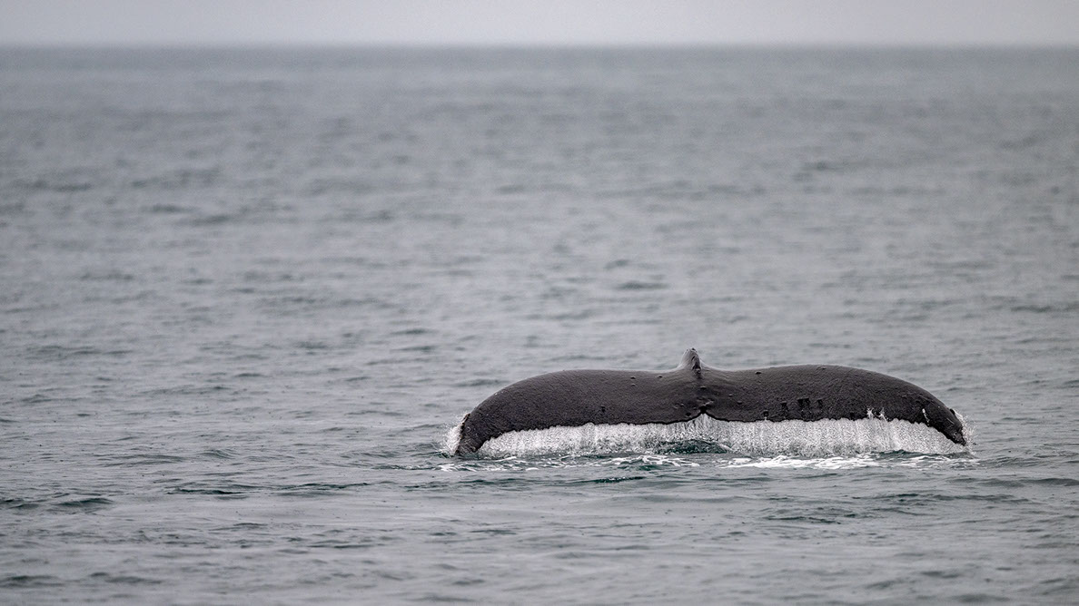 Bartgeier, Gypaète Barbu, Quebrantahuesos, Lämmergeier, Lammergeier, 